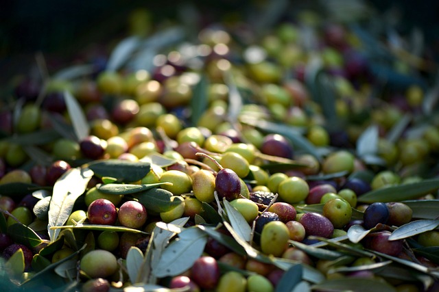 aceitunas3.jpg