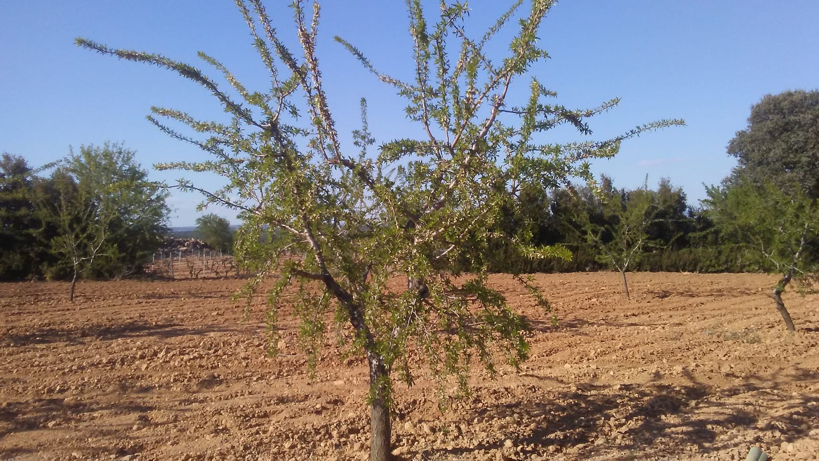 almendro-heladas.jpeg