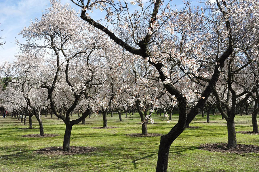 almendros.jpg