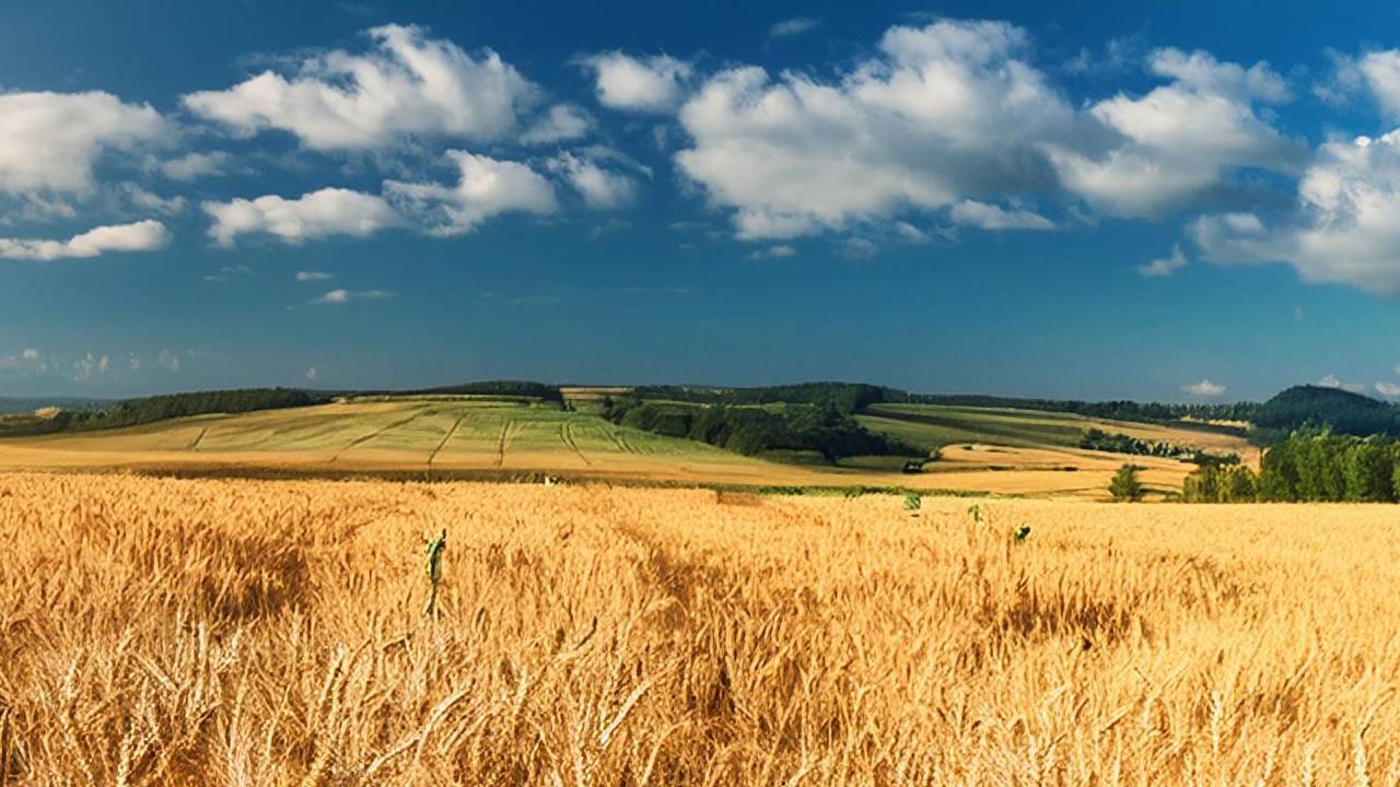 campo-cereal.jpg