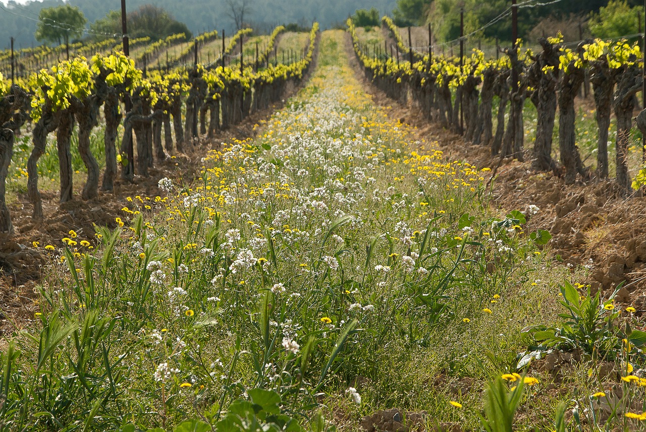 cubierta viñedo.jpg