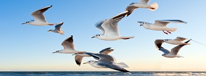 gaviotas.jpg