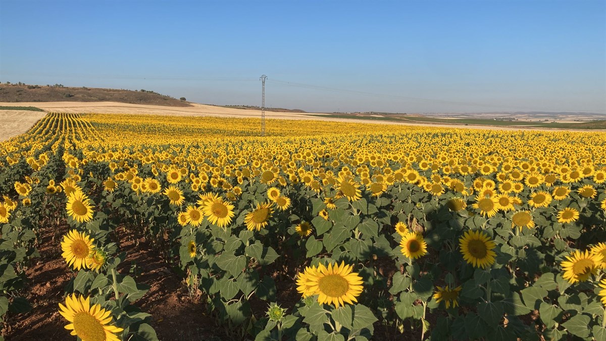 girasol.jpg