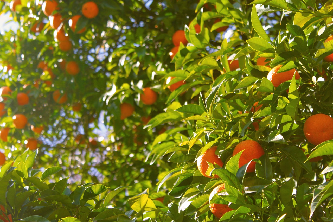 naranjas.jpg