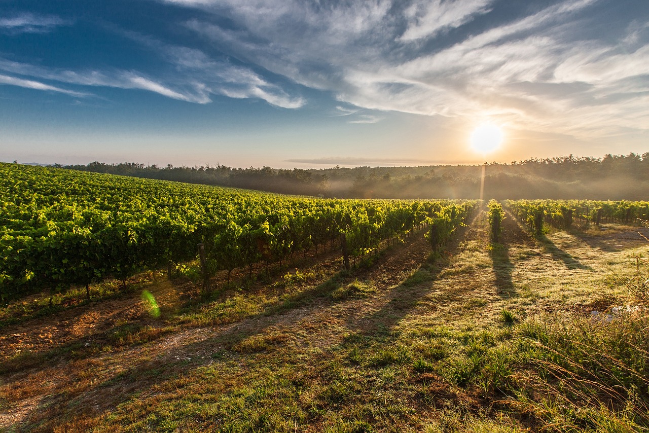 Sol y viñedos.jpg